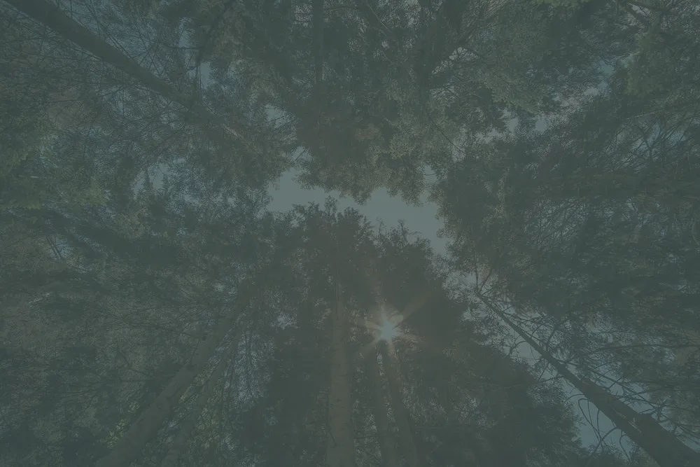 sierra schizophrenia treatment banner - Mental Health Treatment at Sierra Meadows Behavioral Health